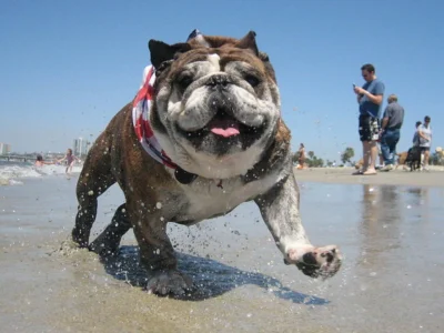 Rosie's Dog Beach - Long Beach, CA