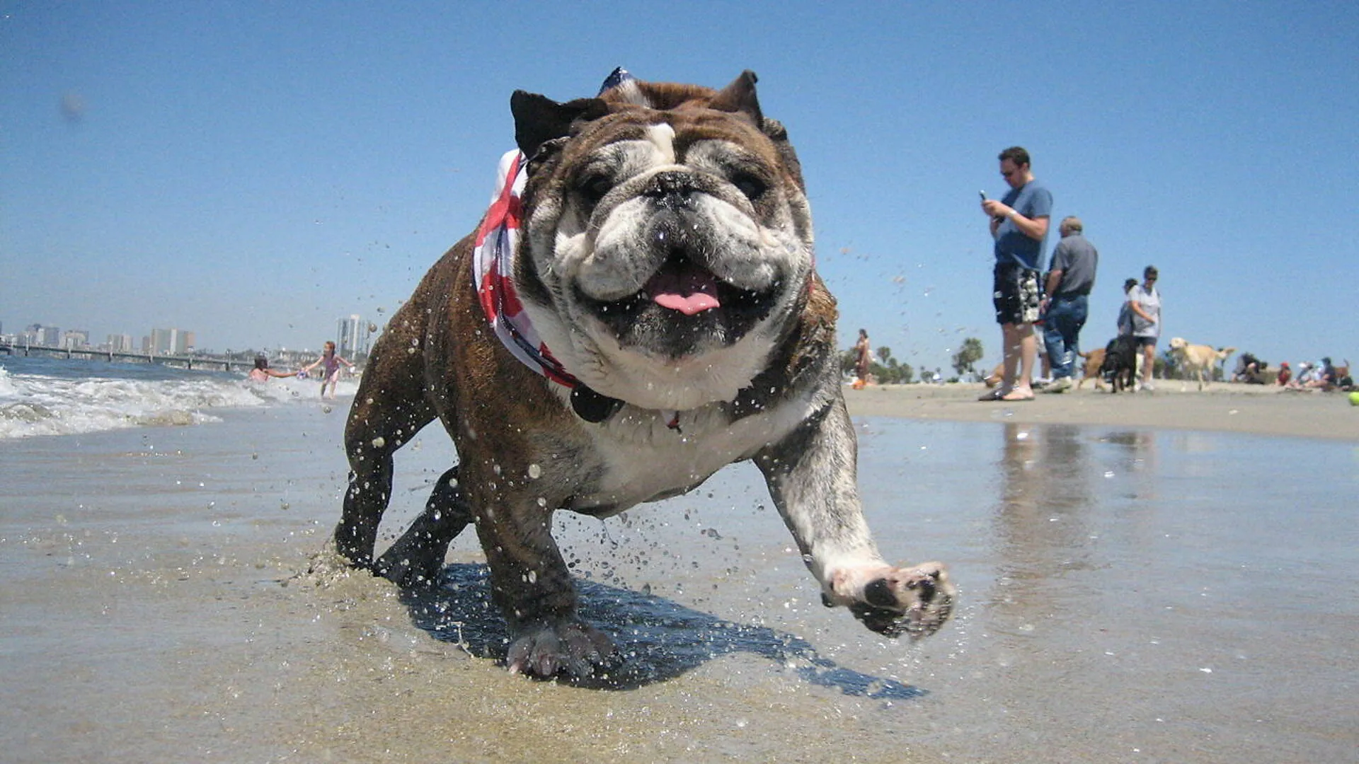 Rosie's Dog Beach - Long Beach, CA